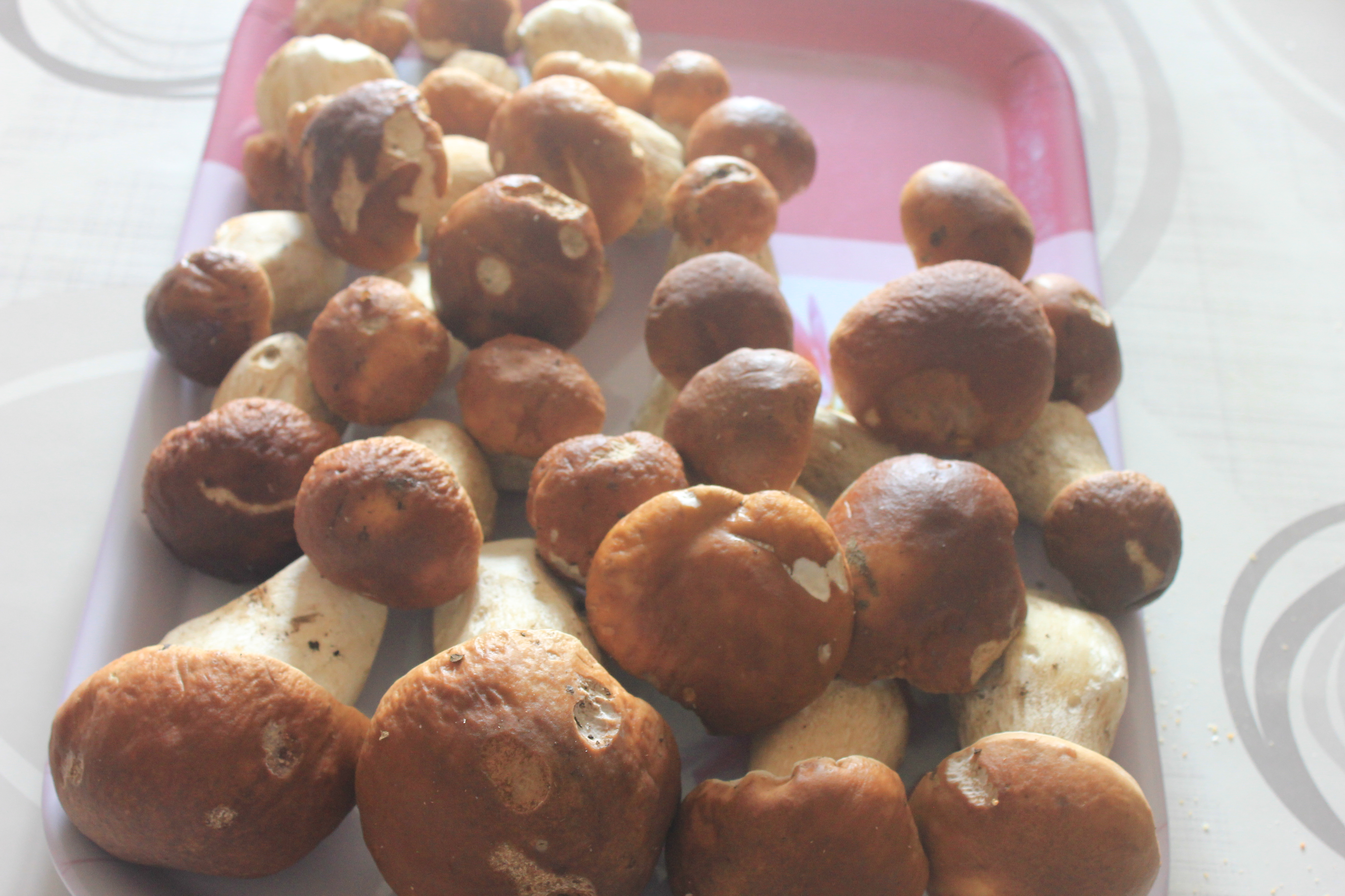 champignons 052.JPG