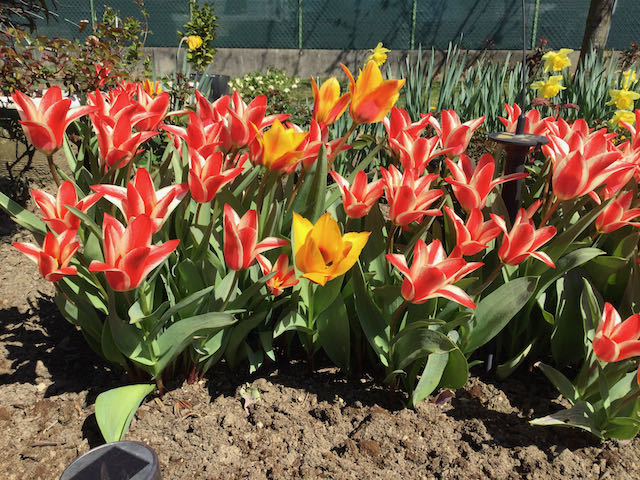 TULIPES 24-03-2021.jpeg