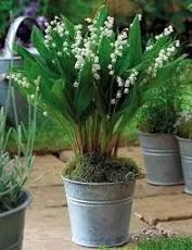 Muguet.jpeg