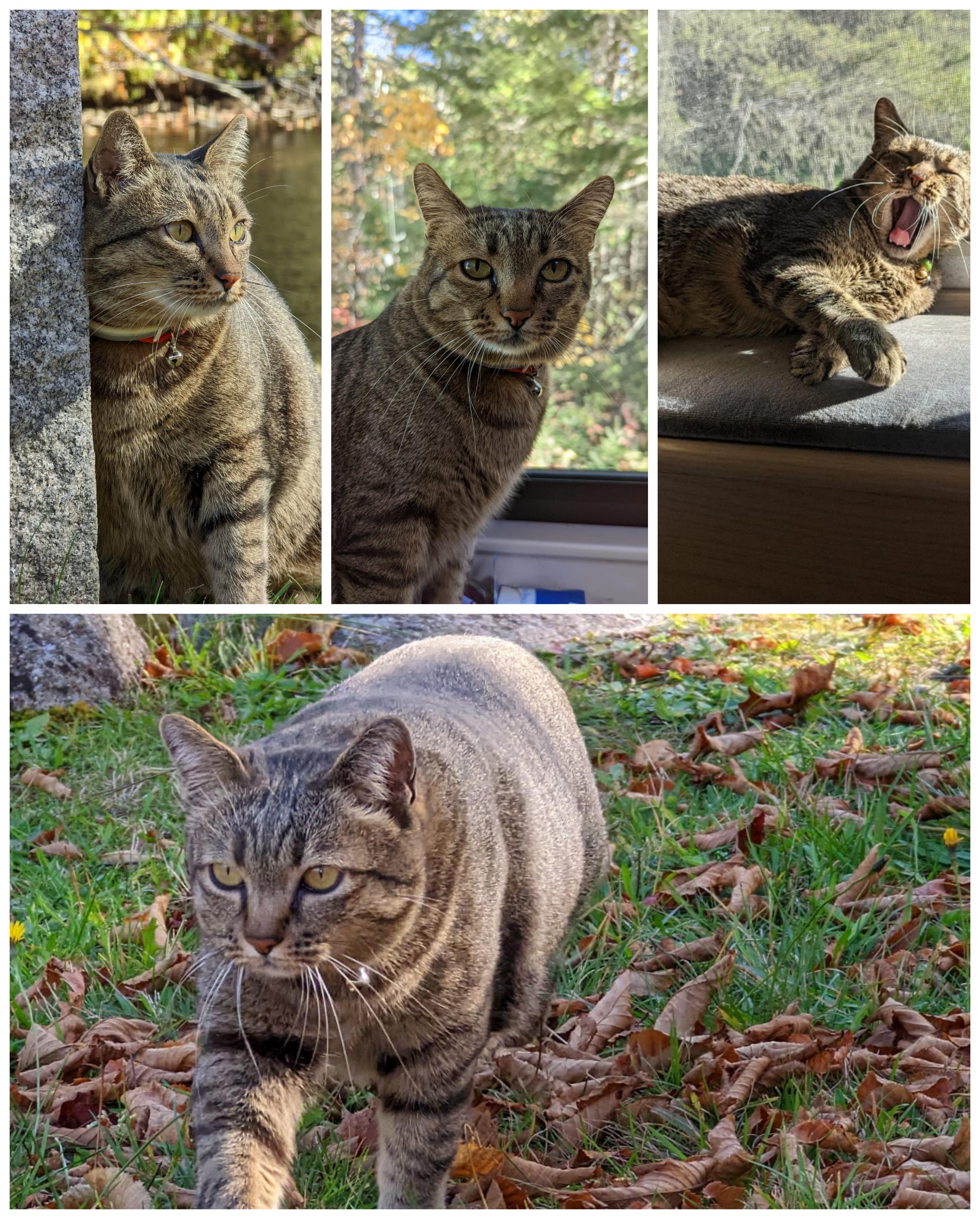 Encore le chat