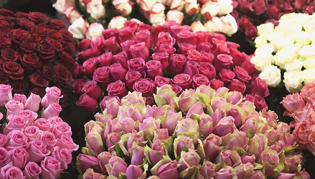offrir_des_roses.jpg